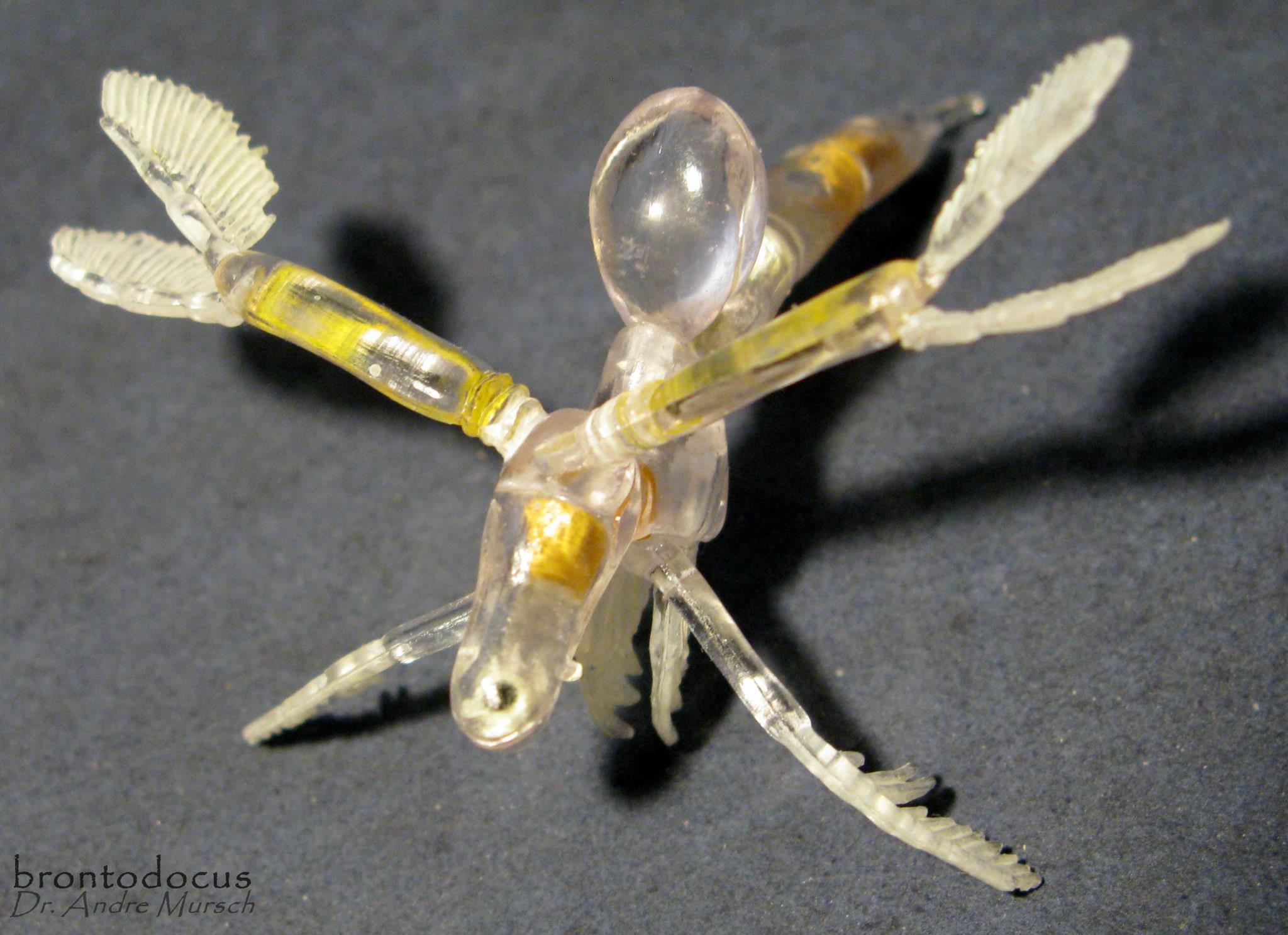 Представитель Семейства Leptodoridae